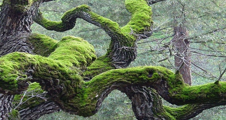 نمایی از گیاه اشنه روییده بر درختان جنگلی